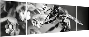 Obraz - Szczegół pszczoły (170x50 cm)