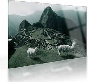 Obraz na szkle - Lamy w Machu Picchu w Peru (70x50 cm)