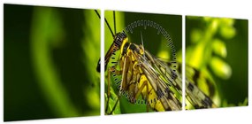 Obraz owada (z zegarem) (90x30 cm)