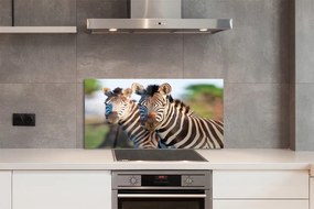 Szklany Panel Rodzina Zebr na Sawannie