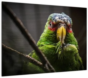 Obraz na szkle - papuga (70x50 cm)