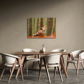 Obraz - Lis (70x50 cm)