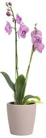 Ceramiczna doniczka ø 14 cm Thalia – Artevasi