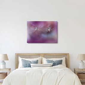 Obraz kropelek na puchu (70x50 cm)