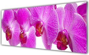 Panel Kuchenny Botaniczny Ogród Kwiatowy