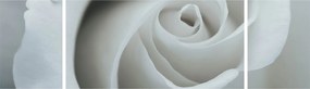 Obraz - Biała róża (170x50 cm)
