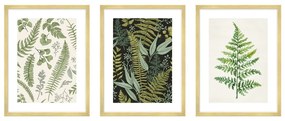 Obrazy zestaw 3 szt. 30x40 cm Fern – knor