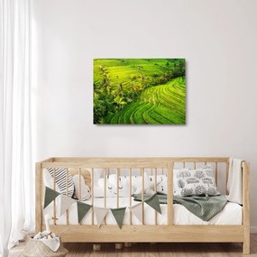 Obraz na szkle - Pola ryżowe (70x50 cm)