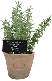 Sztuczna roślina (wysokość 21,5 cm) Thyme – Esschert Design