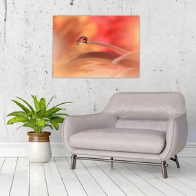 Obraz na szkle kwiecistej kropli rosy (70x50 cm)