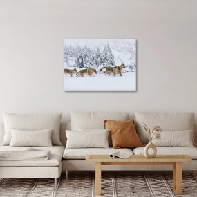 Obraz - Wilki w górach (70x50 cm)