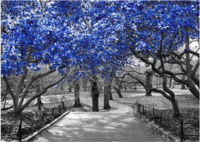 Obraz - Niebieskie drzewa, Central Park, New York (70x50 cm)