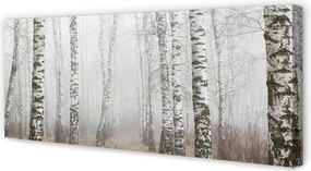 Zdjęcie na płótnie Mgła w Lesie Brzozowym