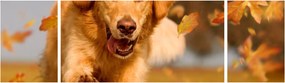 Obraz - Golden Retriever (170x50 cm)