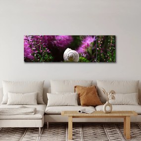 Obraz - Muszla ślimaka (170x50 cm)