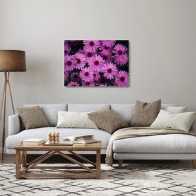 Obraz na szkle - różowe kwiaty (70x50 cm)