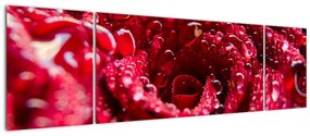 Obraz czerwonego kwiatu róży (170x50 cm)