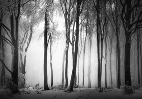 Fototapeta - Ciemny las z wilkiem (196x136 cm)