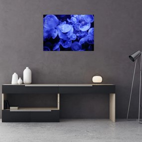 Obraz - Meduzy (70x50 cm)