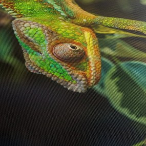 Obraz kameleona (70x50 cm)