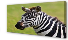 Obraz na płótnie Zebra w Zbliżeniu