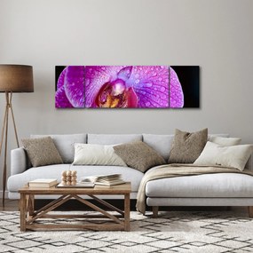 Zbliżenie kwiatu orchidei (170x50 cm)