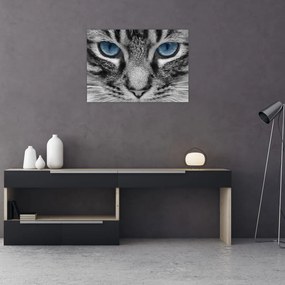 Obraz na szkle kota (70x50 cm)