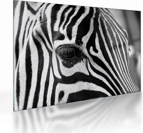 Obraz na szkle - zebra (70x50 cm)
