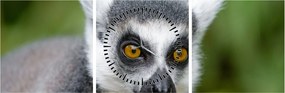 Obraz lemura (z zegarem) (90x30 cm)