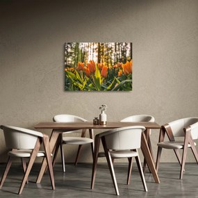 Obraz na szkle - kwiaty tulipanów (70x50 cm)