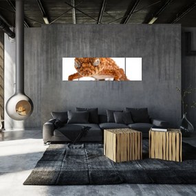 Obraz jaszczurki (170x50 cm)