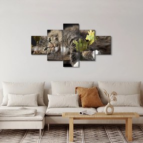 Obraz - Leżący kot (125x70 cm)