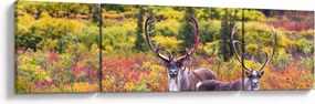 Obraz - Renifer tundrowy (170x50 cm)