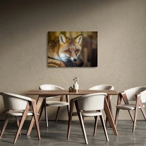 Obraz na szkle - lis (70x50 cm)