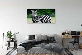 Zdjęcie na płótnie Zebra na Polu