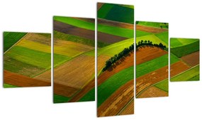 Obraz - Pola, łąki (125x70 cm)