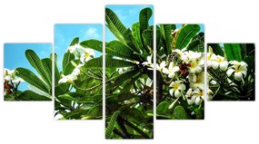 Obraz - Plumeria (125x70 cm)