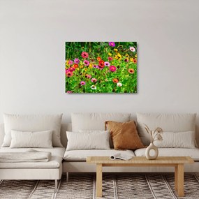 Obraz na szkle - kwiaty polne (70x50 cm)