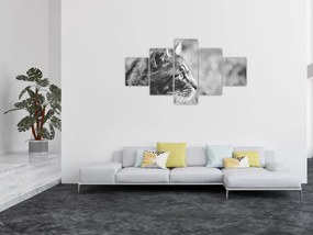 Obraz - Kot (125x70 cm)