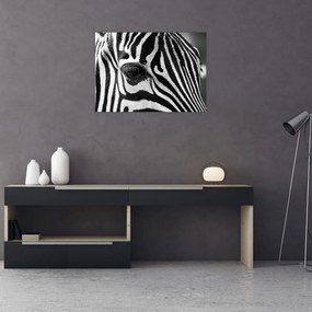 Obraz na szkle - zebra (70x50 cm)