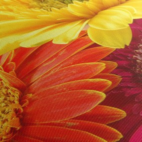 Obraz - Kwiaty Gerbery (125x70 cm)