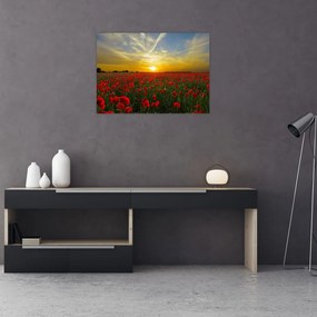 Obraz na szkle - pole maków (70x50 cm)