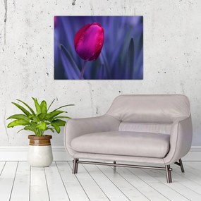 Obraz na szkle pąka tulipana (70x50 cm)