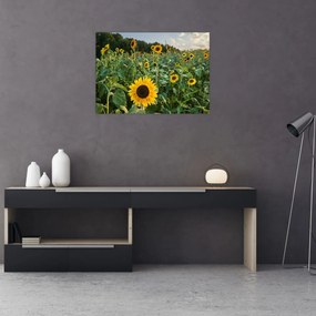 Obraz - Sunflower Field II. (70x50 cm)