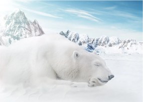 Obraz - Niedźwiedź polarny (70x50 cm)