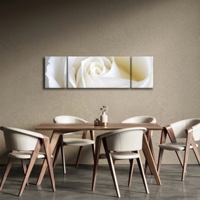 Obraz białej róży (170x50 cm)