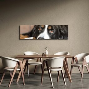 Obraz psa (170x50 cm)
