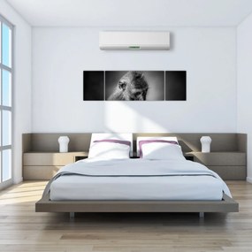 Obraz - Małpa (170x50 cm)