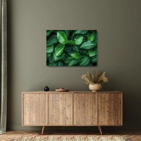 Obraz na szkle - Zielone liście (70x50 cm)
