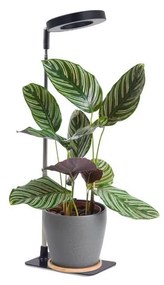 LED ściemnialna lampa biurkowa do uprawy roślin VERDI LED/5W/5V 1300K czarna